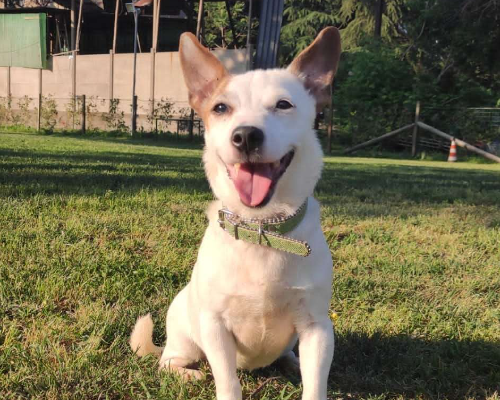 Adozione cane, femmina, Jack Russell Terrier, 11 anni e 7 mesi, taglia piccola, Pavia