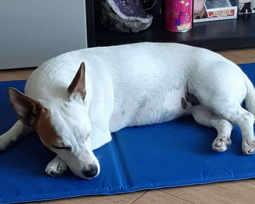 Adotta un cane, femmina, 11 anni e 7 mesi, Pavia