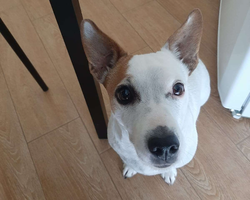 Vuoi adottare un cane a Pavia?