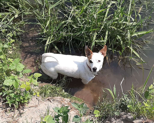 Adotta un cane, taglia piccola, femmina, Pavia