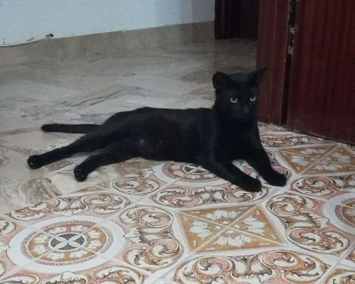 Adotta un gatto, maschio, 4 anni  e 9 mesi , Trapani