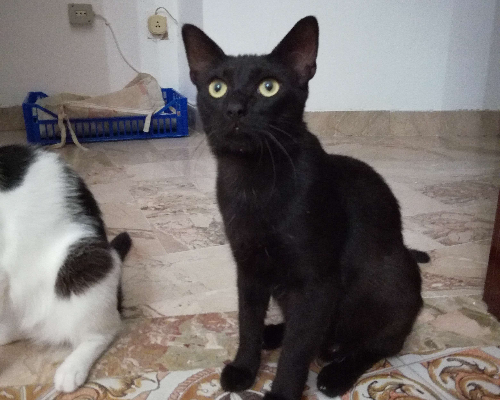 Adotta un gatto, taglia non valida, maschio, Trapani
