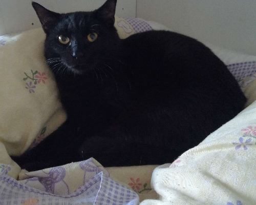 Vuoi adottare un gatto a Trapani?