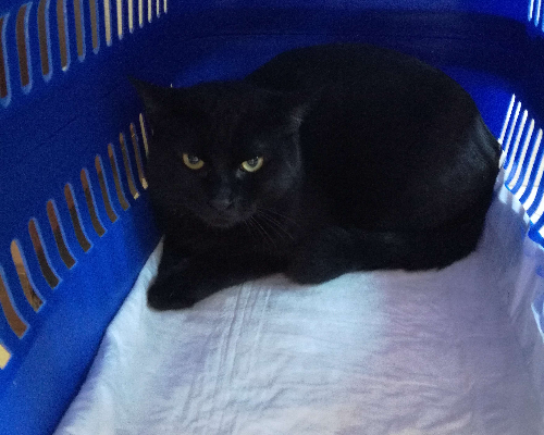 Adotta il gatto Oreo a Trapani