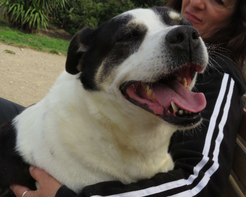 Adotta un cane, femmina, 7 anni e 5 mesi, Napoli