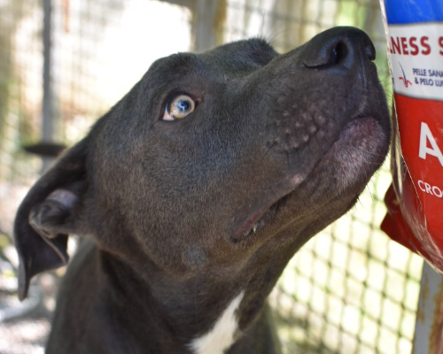 Adotta un cane, maschio, 5 anni  e 4 mesi , Napoli