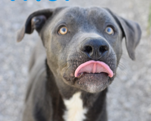 Adotta un cane, taglia gigante, maschio, Napoli