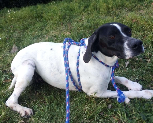 Adotta un cane, taglia grande, femmina, Viterbo