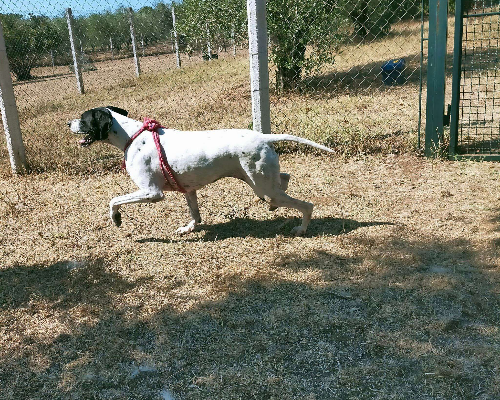 Foto 3 dell'animale
