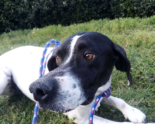 Adotta un cane, femmina, 7 anni  e 5 mesi , Viterbo