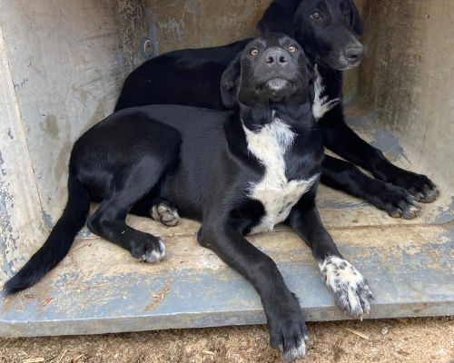 Vuoi adottare un cane a Palermo?