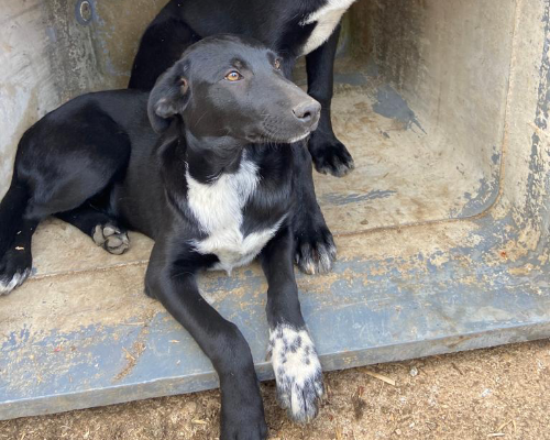 Adotta un cane, taglia media, femmina, Palermo