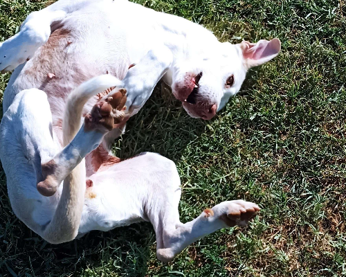 Adotta il cane Ursula a Latina