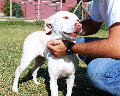 Vuoi adottare un cane a Latina?