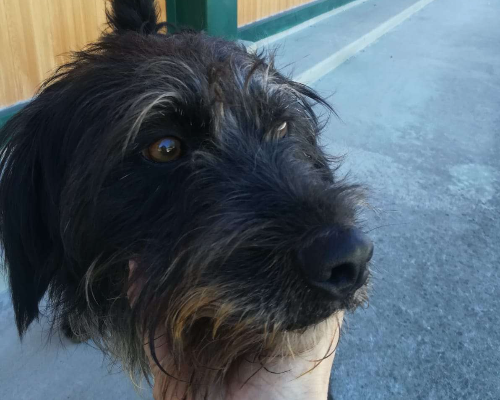 Adotta un cane, maschio, 4 anni  e 8 mesi , Potenza