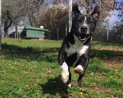 Adotta un cane, femmina, 5 anni e 8 mesi, Viterbo