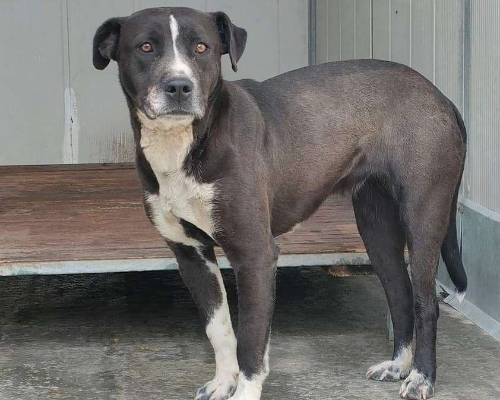 Adotta un cane, taglia grande, femmina, Viterbo