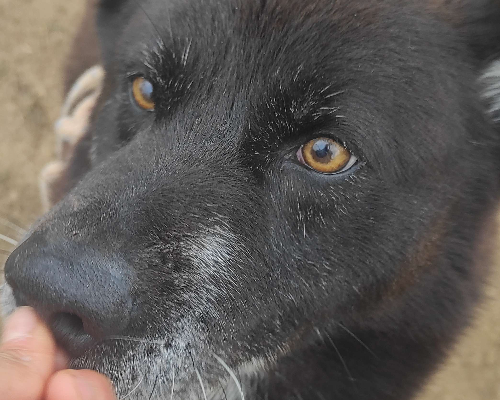 Adotta un cane, taglia grande, maschio, Viterbo