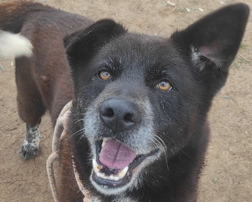 Adotta un cane, maschio, 9 anni  e 1 mese, Viterbo