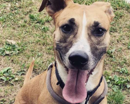 Adotta un cane, taglia media, femmina, Monza