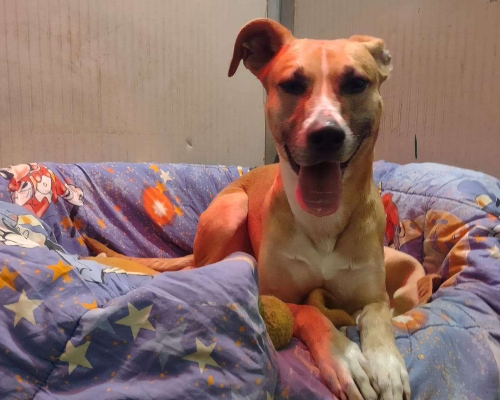 Adotta il cane Mia a Monza