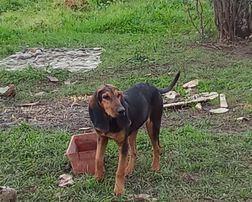 Adotta un cane, taglia media, femmina, Avellino