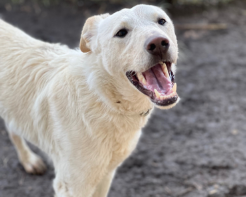 Foto dell'animale