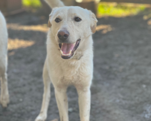 Adotta un cane, maschio, 3 anni  e 6 mesi , Roma