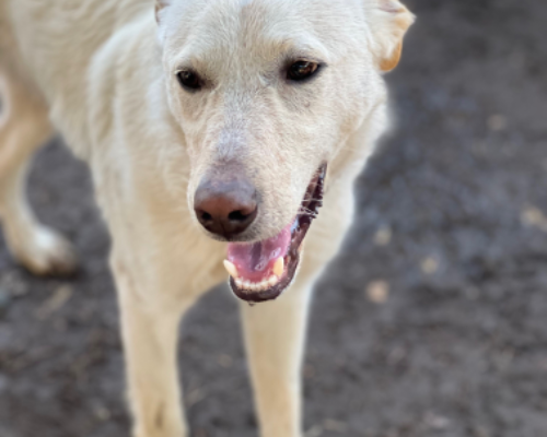 Adotta un cane, taglia media, maschio, Roma