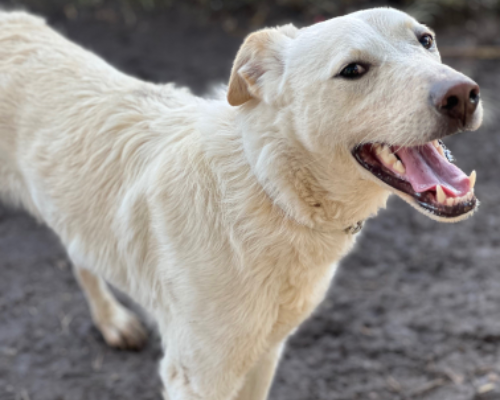 Vuoi adottare un cane a Roma?