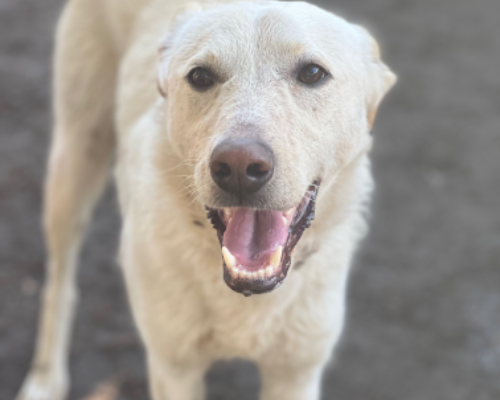 Adotta il cane Ugo a Roma
