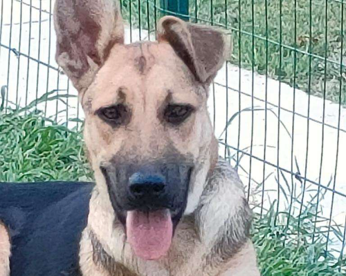 Adozione cane, femmina, meticcio, 2 anni e 10 mesi, taglia media, Parma