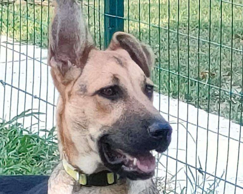 Adotta un cane, femmina, 2 anni e 10 mesi, Parma