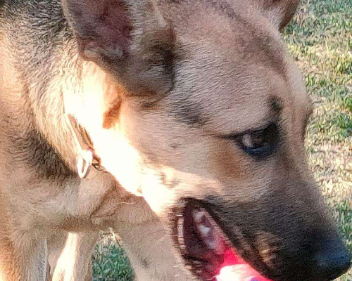 Vuoi adottare un cane a Parma?