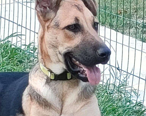 Adotta un cane, taglia media, femmina, Parma