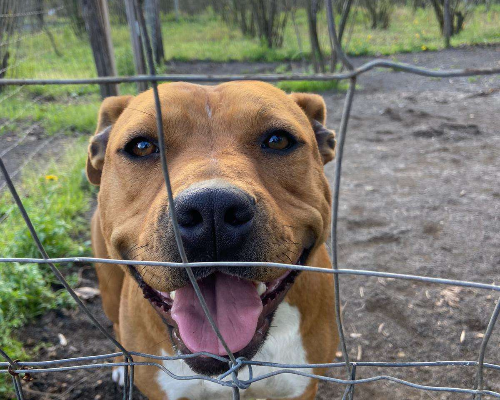 Adotta un cane, taglia media, femmina, Napoli