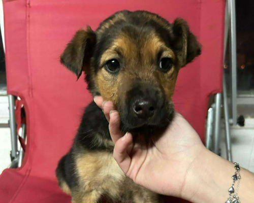 Adotta un cane, femmina, 3 anni e 5 mesi, Bari