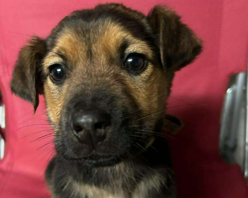 Adotta un cane, taglia media, femmina, Bari