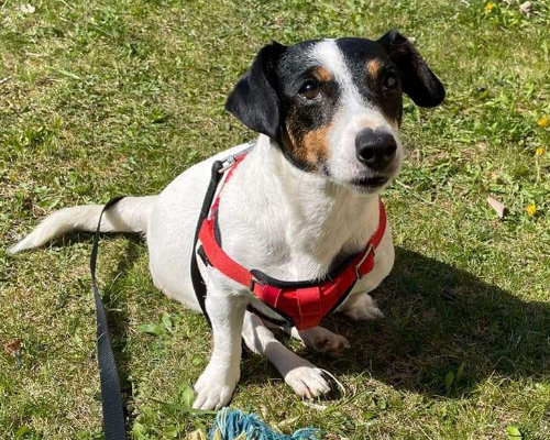 Adotta un cane, femmina, 7 anni  e 6 mesi , Trento