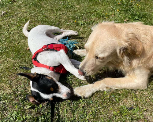 Vuoi adottare un cane a Trento?