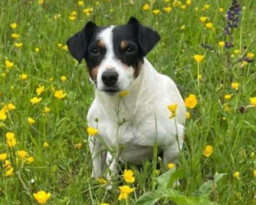 Adotta un cane, taglia piccola, femmina, Trento