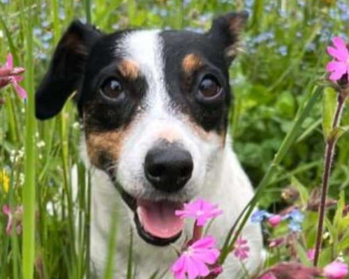 Adotta il cane JAJA a Trento
