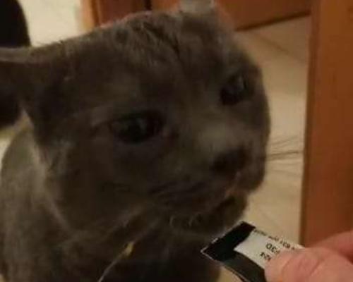 Adotta un gatto, maschio, 6 anni e 8 mesi, Roma