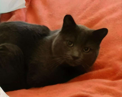 Adotta un gatto, taglia non valida, maschio, Roma