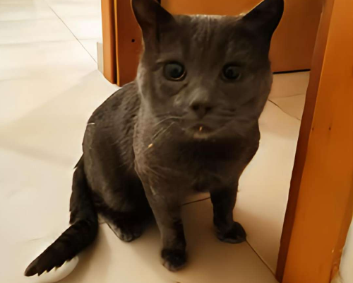 Adozione gatto, maschio, meticcio, 6 anni e 8 mesi, taglia non valida, Roma