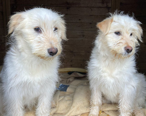 Adotta un cane, femmina, 3 anni  e 5 mesi , Sud