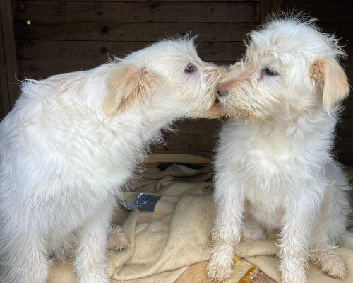 Adotta un cane, taglia media, femmina, Sud