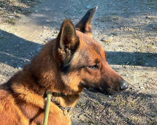Adotta il cane Kiro a Milano