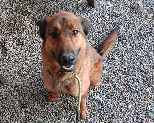 Adotta un cane, taglia media, maschio, Milano
