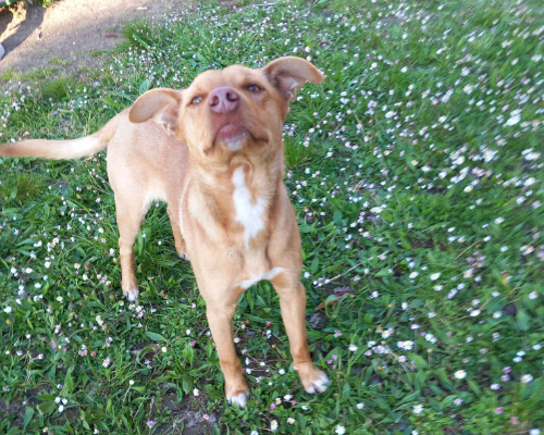 Vuoi adottare un cane a Chieti?